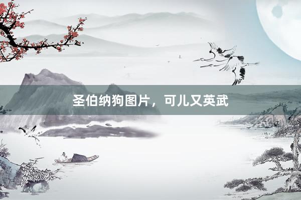 圣伯纳狗图片，可儿又英武